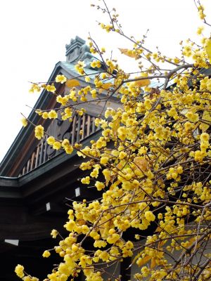新羽　西方寺　蝋梅（ロウバイ）
