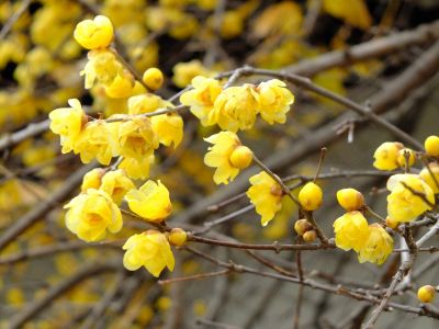 新羽　西方寺　蝋梅（ロウバイ）

