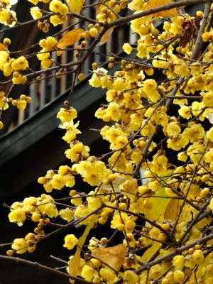 新羽　西方寺　蝋梅（ロウバイ）
