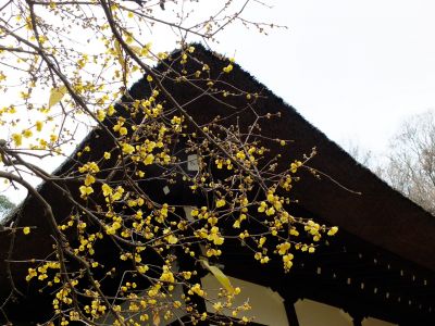 新羽　西方寺　蝋梅（ロウバイ）
