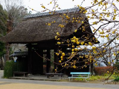 新羽　西方寺　蝋梅（ロウバイ）

