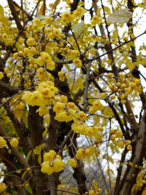 新羽　西方寺　蝋梅（ロウバイ）
