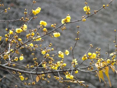 新羽　西方寺　蝋梅（ロウバイ）

