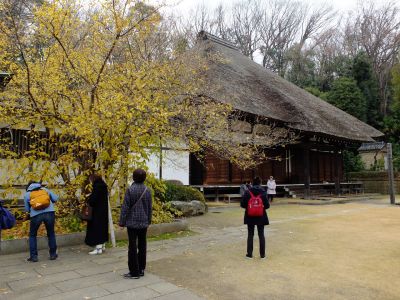 新羽　西方寺　蝋梅（ロウバイ）
