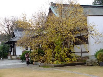 新羽　西方寺　蝋梅（ロウバイ）
