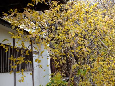 新羽　西方寺　蝋梅（ロウバイ）
