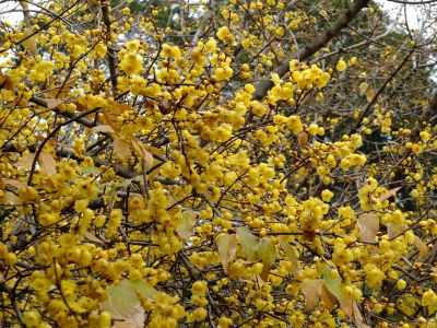 新羽　西方寺　蝋梅（ロウバイ）
