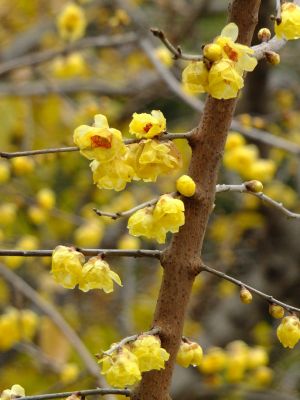 新羽　西方寺　蝋梅（ロウバイ）
