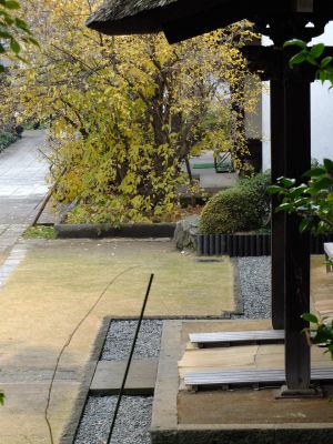 新羽　西方寺　蝋梅（ロウバイ）
