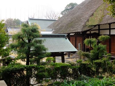 新羽　西方寺　蝋梅（ロウバイ）
