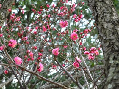 折田不動公園　紅梅

