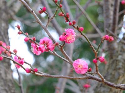 折田不動公園　紅梅

