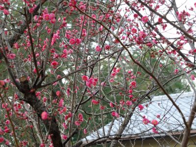 折田不動公園　紅梅
