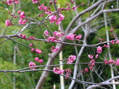 折田不動公園　紅梅
