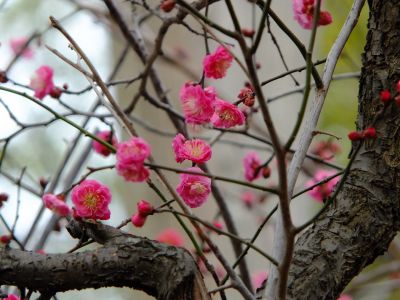 折田不動公園　紅梅
