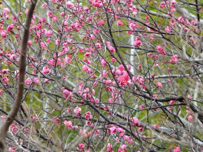 折田不動公園　紅梅
