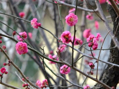 折田不動公園　紅梅
