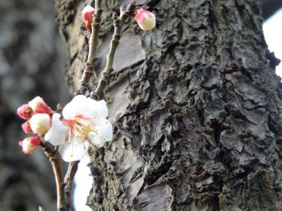 折田不動公園　白梅

