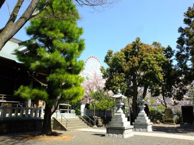 杉山神社（染井吉野）

