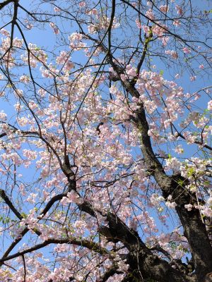 慈眼寺（枝垂れ桜）
