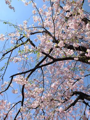 慈眼寺（枝垂れ桜）
