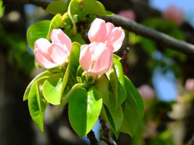 八幡山公園（花梨の花）
