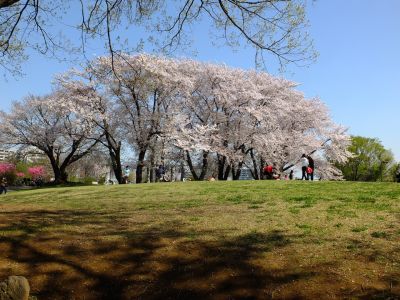 八幡山公園（染井吉野）
