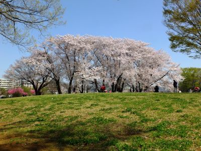 八幡山公園（染井吉野）
