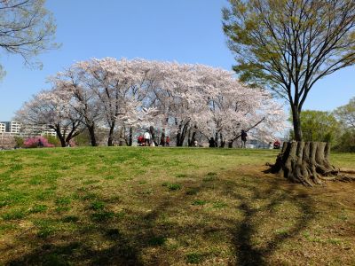 八幡山公園（染井吉野）
