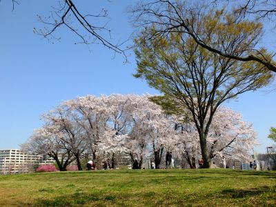 八幡山公園（染井吉野）
