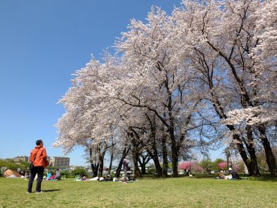 八幡山公園（染井吉野）
