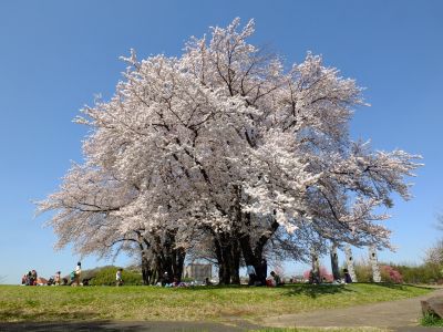 八幡山公園（染井吉野）
