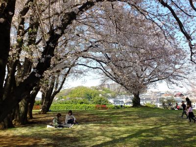 八幡山公園（染井吉野）
