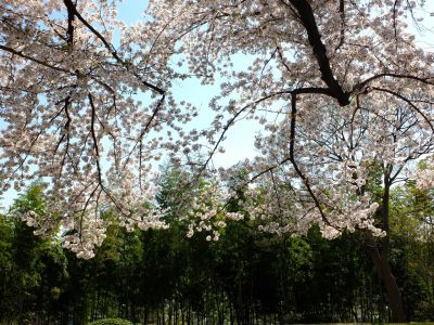 八幡山公園（染井吉野）
