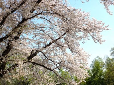 八幡山公園（染井吉野）
