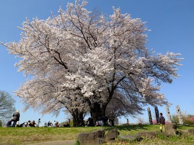 八幡山公園（染井吉野）
