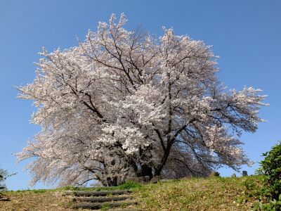 八幡山公園（染井吉野）
