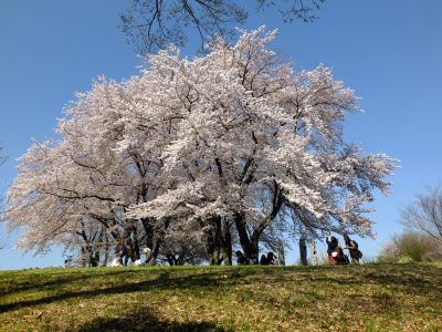 八幡山公園（染井吉野）
