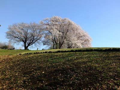 八幡山公園（染井吉野）
