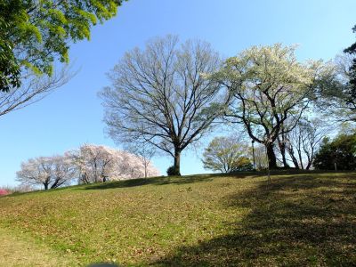八幡山公園（大島桜・染井吉野）
