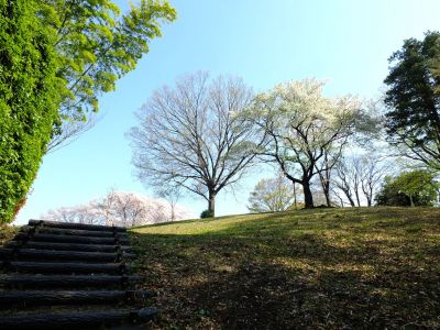 八幡山公園（大島桜）
