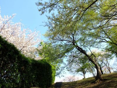 八幡山公園（大島桜）
