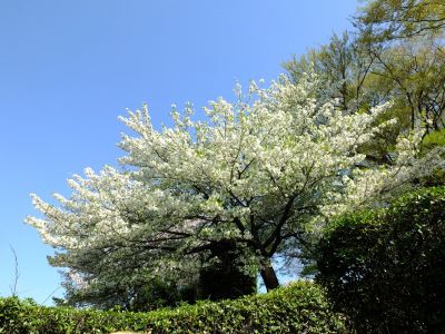 八幡山公園（大島桜）
