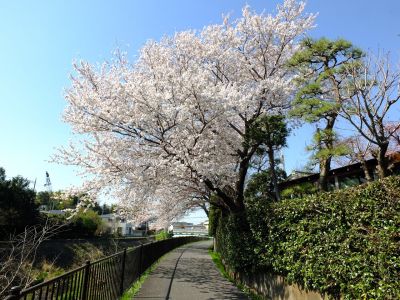 矢崎橋付近の早渕川サイクリングコース
