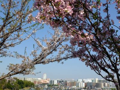 柚木の丘（センター南方面を眺望する）
