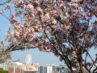 柚木の丘（センター南方面を眺望する）
