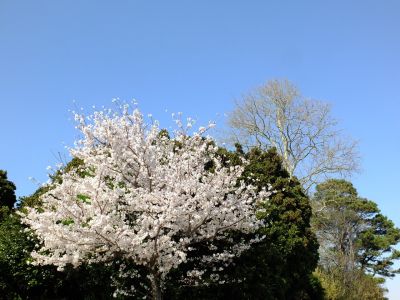 柚木の丘に咲く桜
