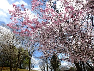 横浜緋桜、マメ桜
