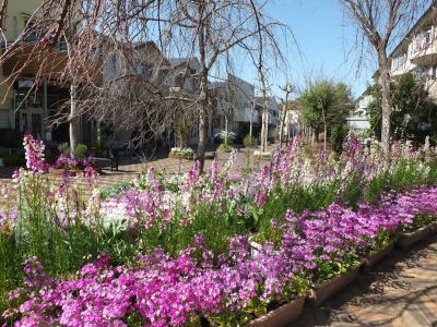さくら草（荏田近隣センター）
