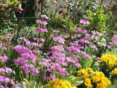 さくら草（荏田近隣センター）
